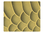 182 Gold Python PU -Stiletto